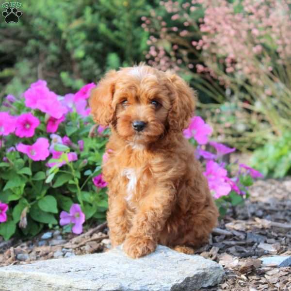 Drew, Cavapoo Puppy