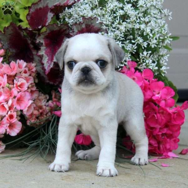 Drew, Pug Puppy