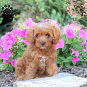 Drew, Cavapoo Puppy