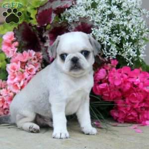 Drew, Pug Puppy