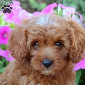 Drew, Cavapoo Puppy
