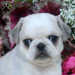 Drew, Pug Puppy