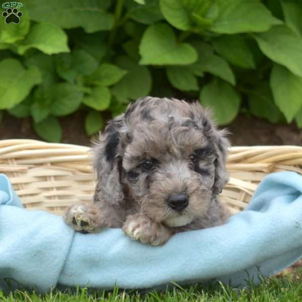 Drifter, Mini Aussiedoodle Puppy