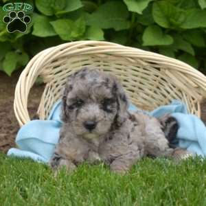 Drifter, Mini Aussiedoodle Puppy