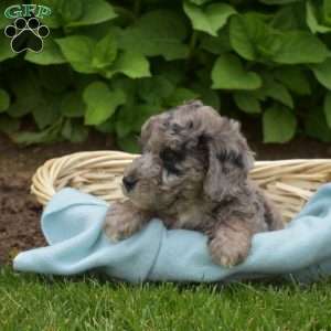 Drifter, Mini Aussiedoodle Puppy