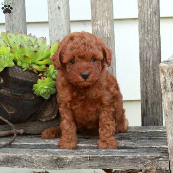 Duchess, Miniature Poodle Puppy