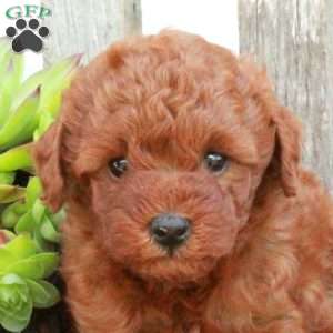 Duchess, Miniature Poodle Puppy