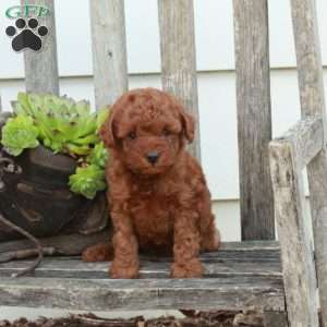 Duchess, Miniature Poodle Puppy