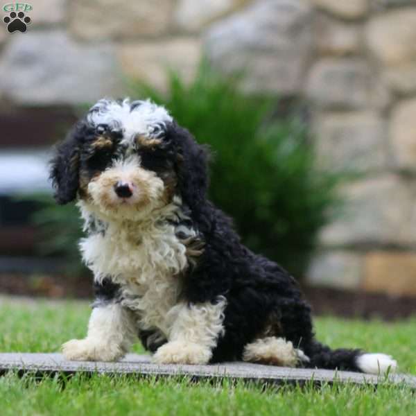 Duff, Mini Bernedoodle Puppy