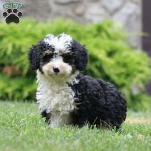 Duff, Mini Bernedoodle Puppy
