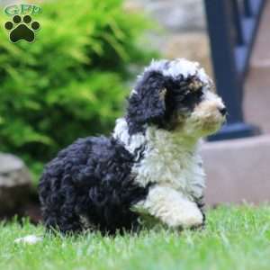 Duff, Mini Bernedoodle Puppy