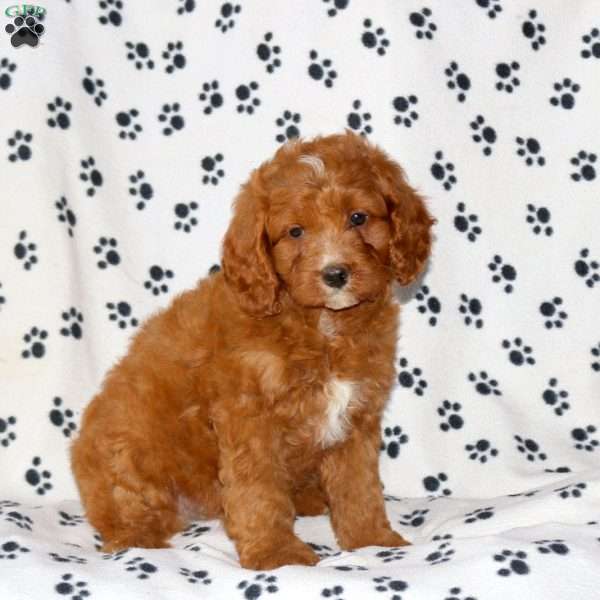 Duke, Cavapoo Puppy