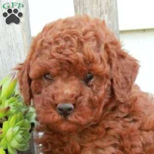 Duke, Miniature Poodle Puppy