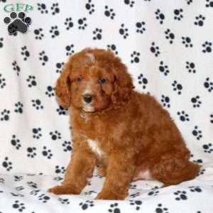 Duke, Cavapoo Puppy