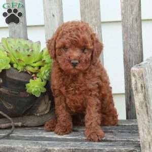 Duke, Miniature Poodle Puppy