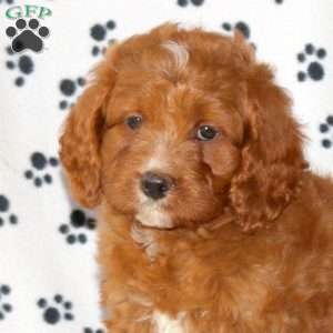 Duke, Cavapoo Puppy
