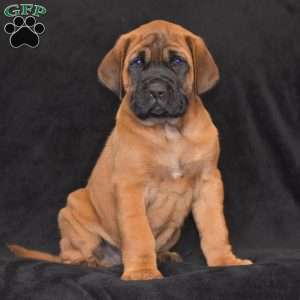 Duke, English Mastiff Puppy