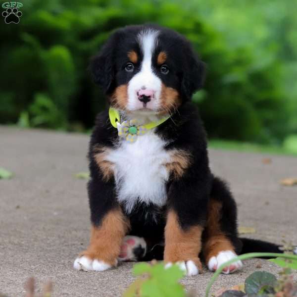 Duke, Bernese Mountain Dog Puppy