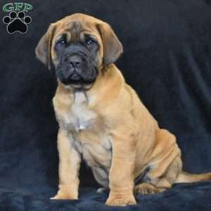 Duke, English Mastiff Puppy
