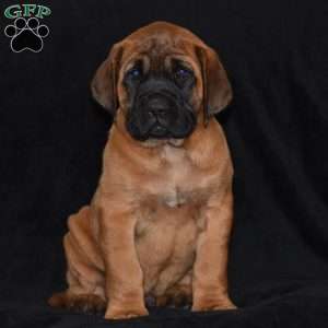 Duke, English Mastiff Puppy