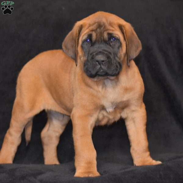 Duke, English Mastiff Puppy