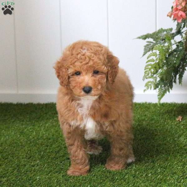 Duncan, Bich-Poo Puppy