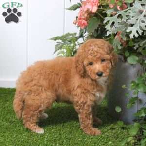 Duncan, Bich-Poo Puppy