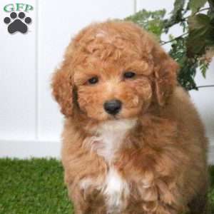 Duncan, Bich-Poo Puppy