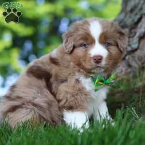 Dune, Miniature Australian Shepherd Puppy