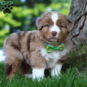 Dune, Miniature Australian Shepherd Puppy