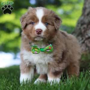 Dune, Miniature Australian Shepherd Puppy