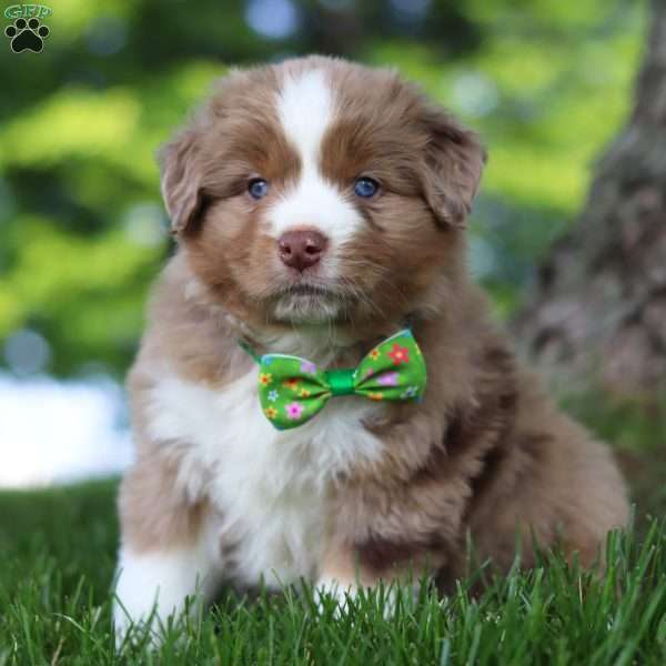 Dune, Miniature Australian Shepherd Puppy