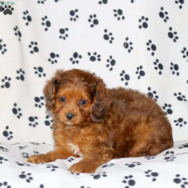 Dusty, Cavapoo Puppy