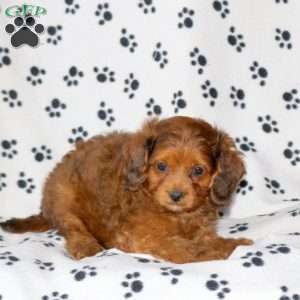 Dusty, Cavapoo Puppy