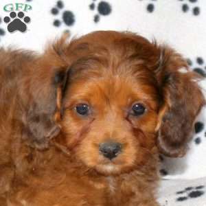 Dusty, Cavapoo Puppy