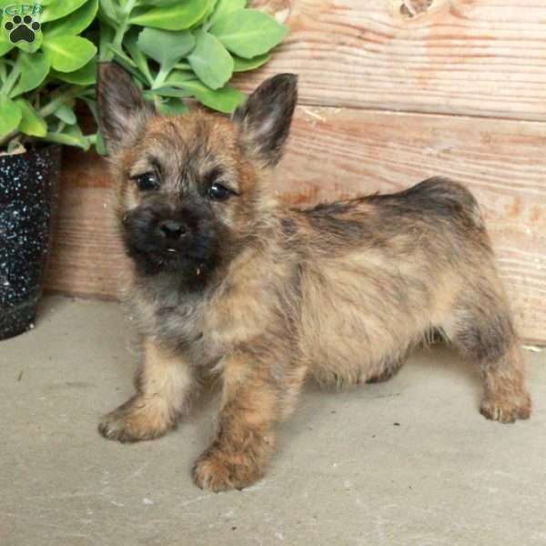 Dynamite, Cairn Terrier Puppy