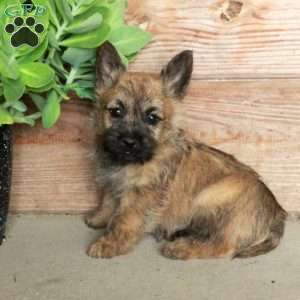 Dynamite, Cairn Terrier Puppy