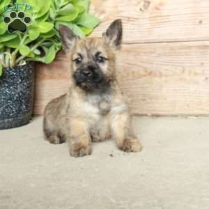 Dynamite, Cairn Terrier Puppy