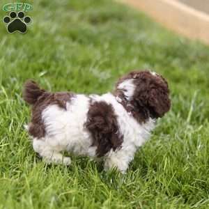 Hayes, Toy Poodle Puppy