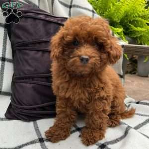 Primrose, Toy Poodle Puppy
