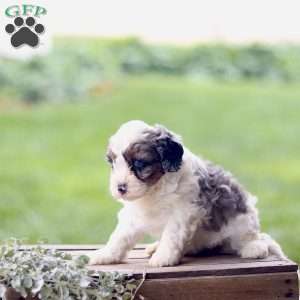 Lily, Cavapoo Puppy