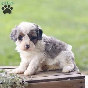 Lily, Cavapoo Puppy