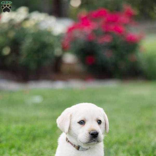 Spencer, Yellow Labrador Retriever Puppy