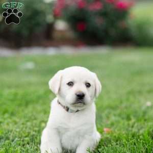 Spencer, Yellow Labrador Retriever Puppy