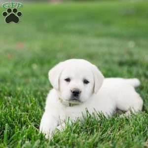 Sasha, Yellow Labrador Retriever Puppy