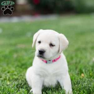 Shelley, Yellow Labrador Retriever Puppy