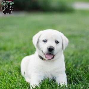 Sandy, Yellow Labrador Retriever Puppy