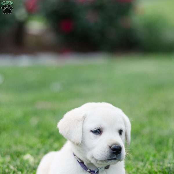 Silas, Yellow Labrador Retriever Puppy