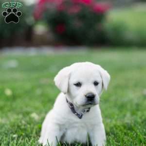 Silas, Yellow Labrador Retriever Puppy