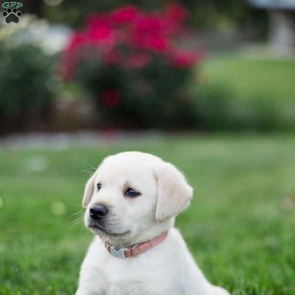 Sophie, Yellow Labrador Retriever Puppy